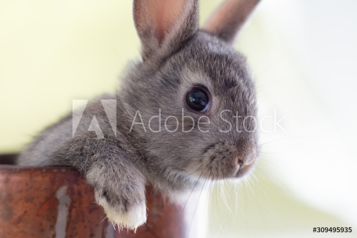 Picture of Close up of a bunny